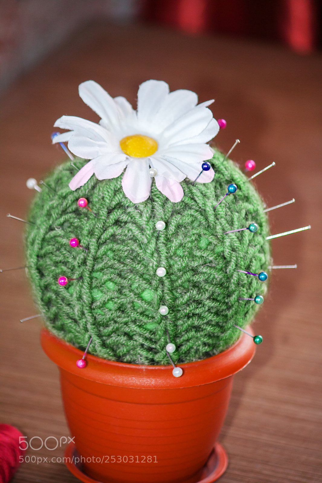 Canon EOS 50D sample photo. Cactus with flower as photography
