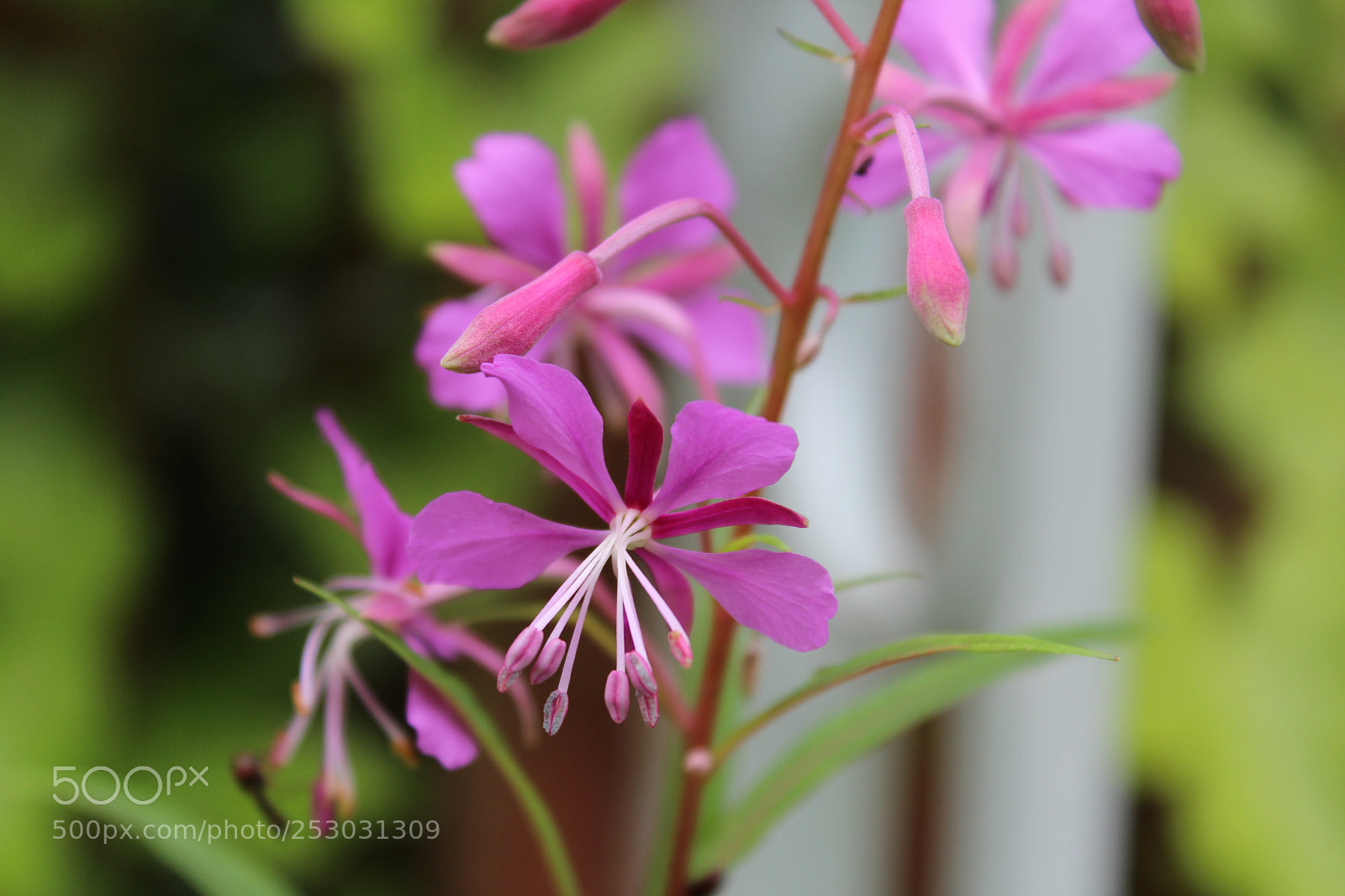 Canon EOS 1200D (EOS Rebel T5 / EOS Kiss X70 / EOS Hi) sample photo. Img photography