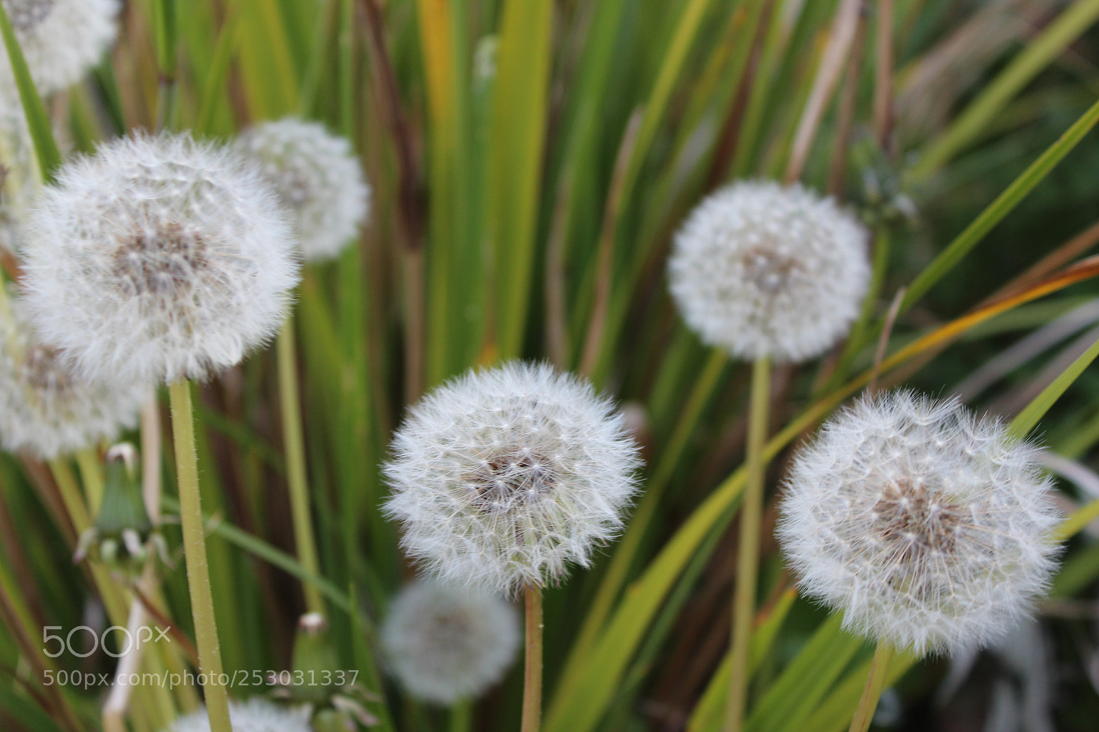 Canon EOS 1200D (EOS Rebel T5 / EOS Kiss X70 / EOS Hi) sample photo. Img photography