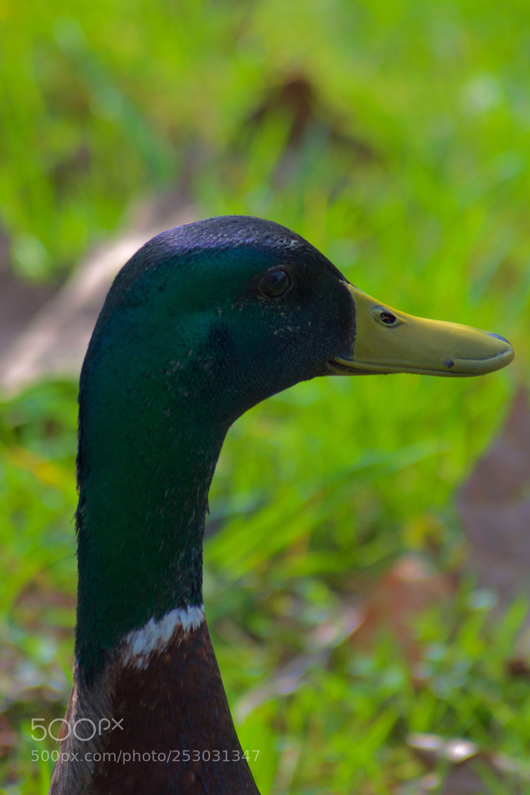 Nikon D3300 sample photo. Canard gros plan photography