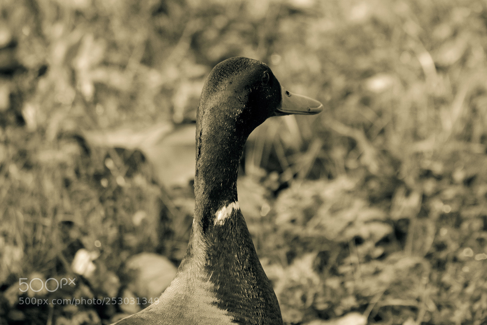 Nikon D3300 sample photo. Canard sépia photography