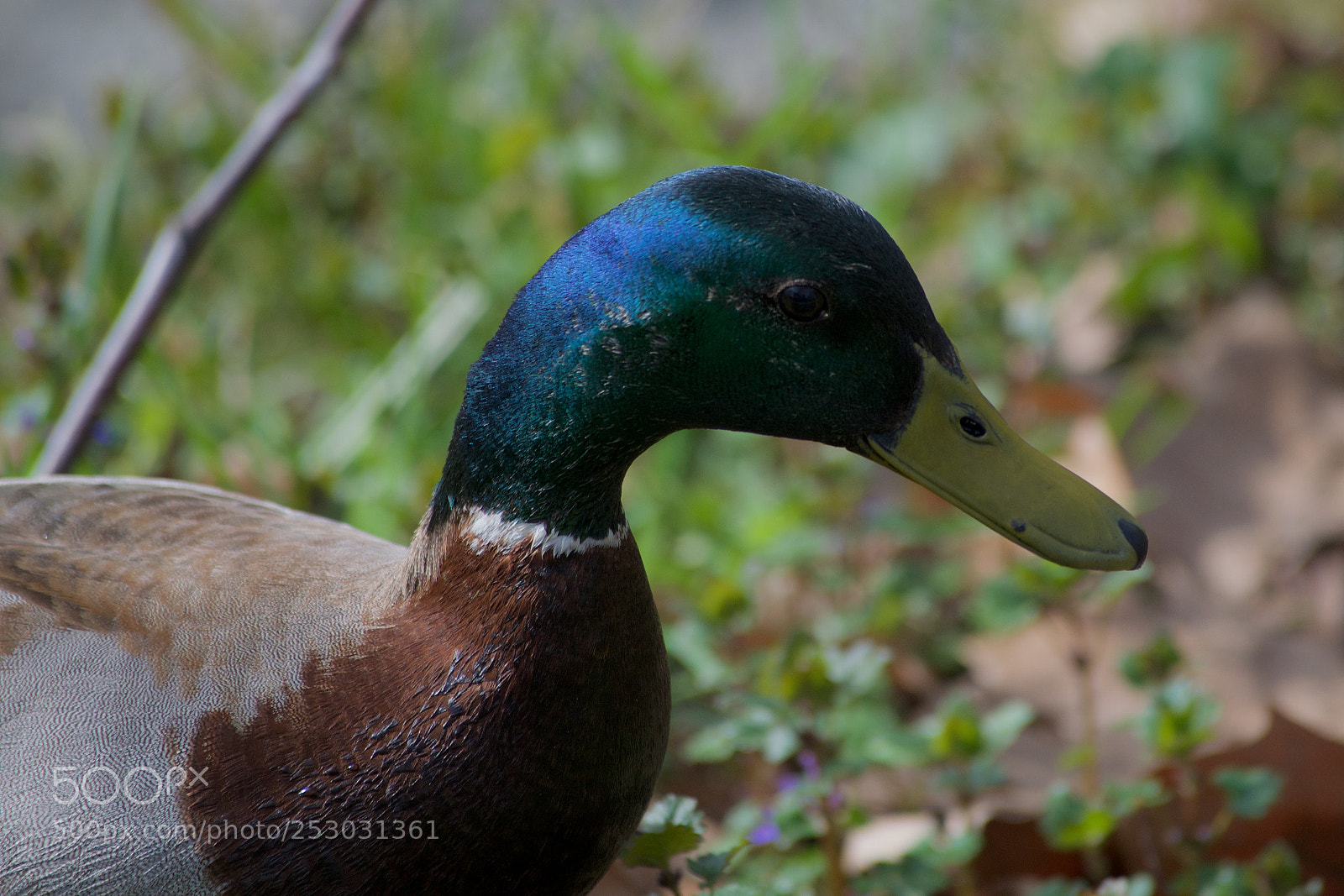 Nikon D3300 sample photo. Canard photography