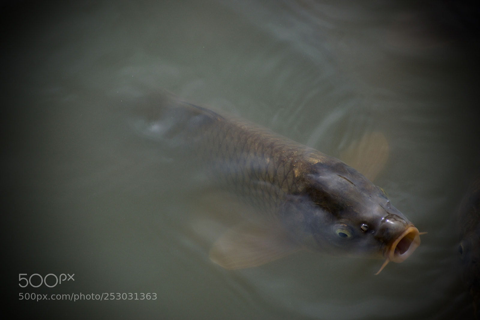 Nikon D3300 sample photo. Poisson photography