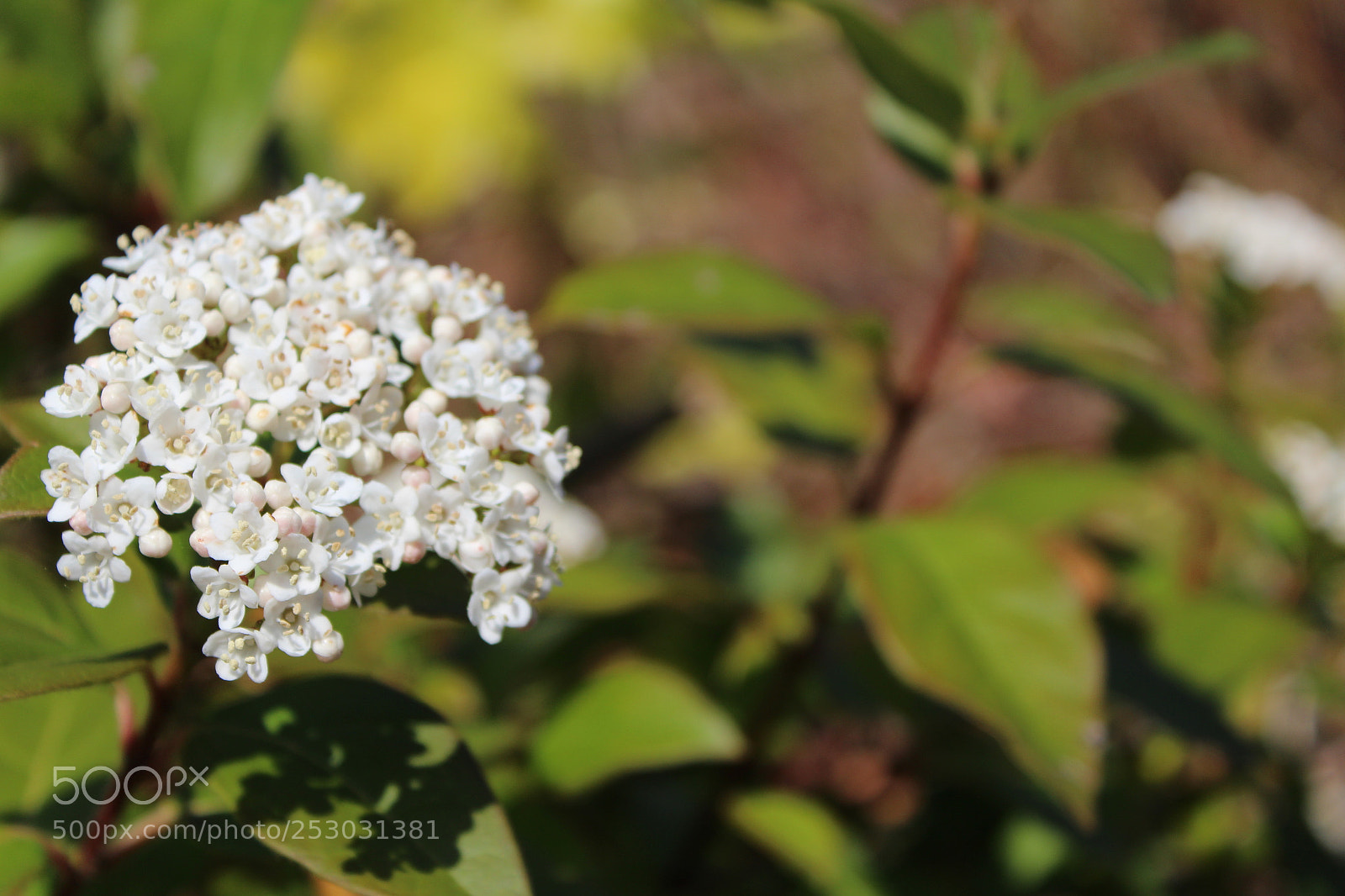 Canon EOS 1200D (EOS Rebel T5 / EOS Kiss X70 / EOS Hi) sample photo. Img photography