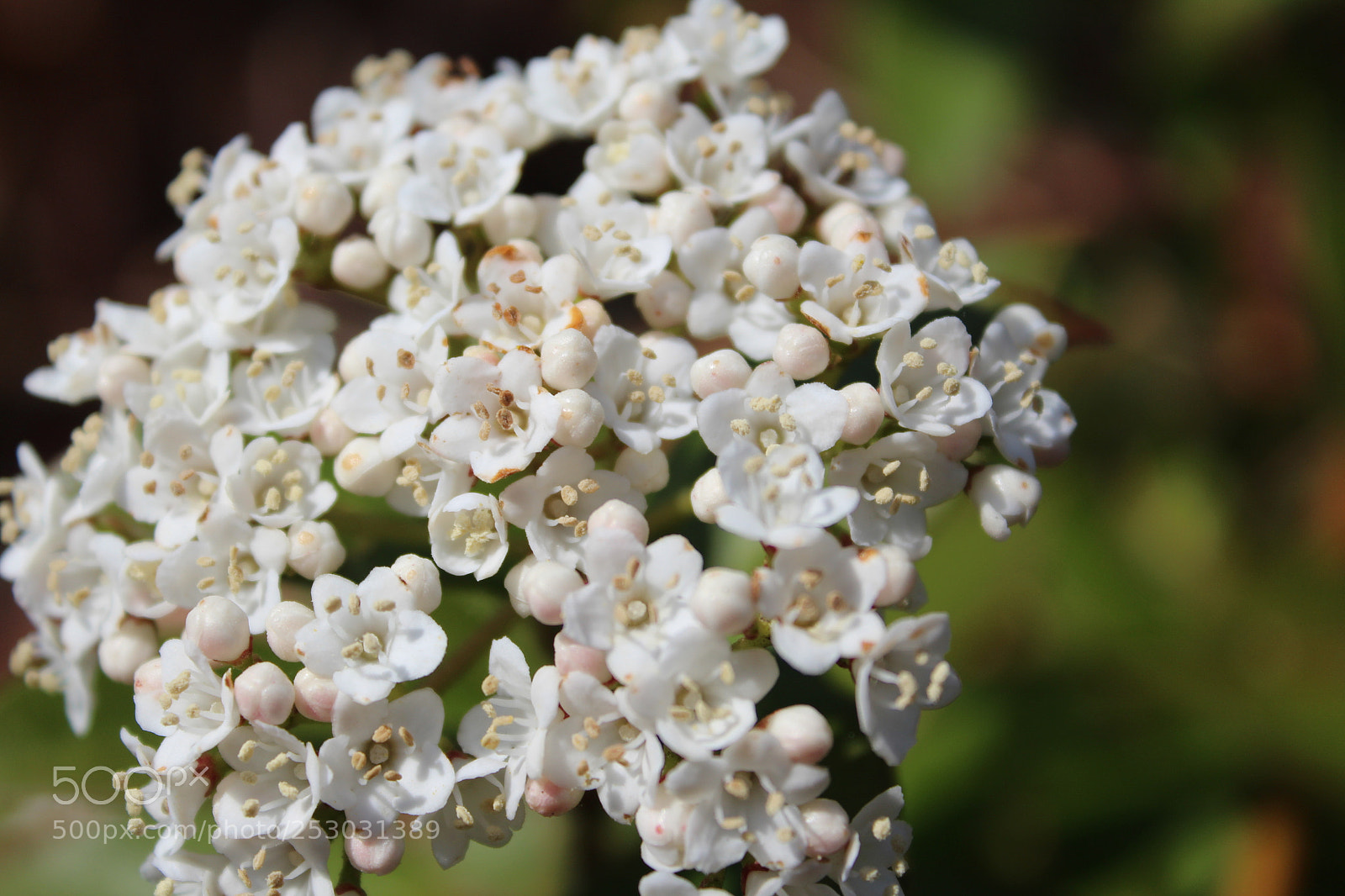 Canon EOS 1200D (EOS Rebel T5 / EOS Kiss X70 / EOS Hi) sample photo. Img photography