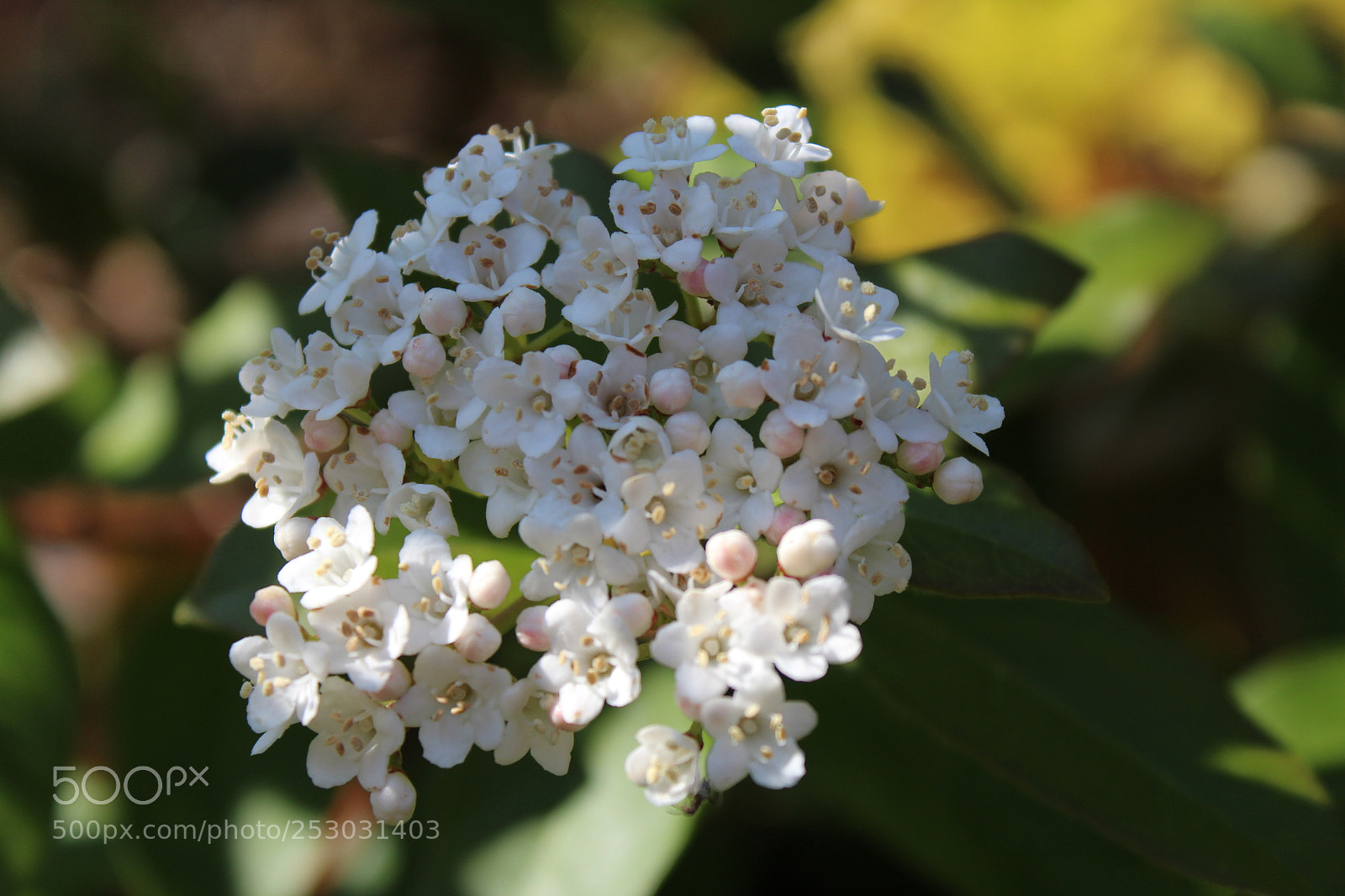 Canon EOS 1200D (EOS Rebel T5 / EOS Kiss X70 / EOS Hi) sample photo. Img photography