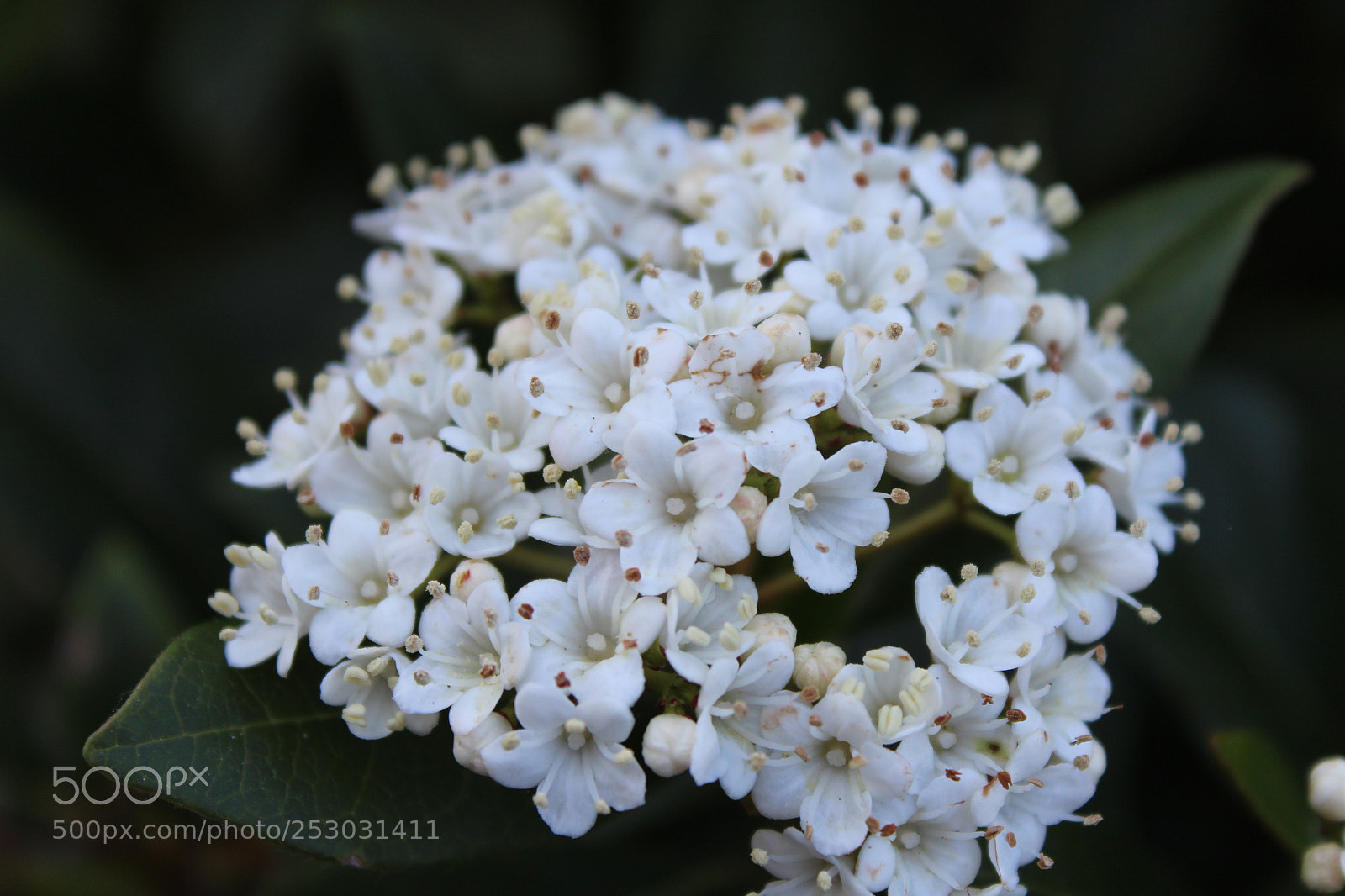 Canon EOS 1200D (EOS Rebel T5 / EOS Kiss X70 / EOS Hi) sample photo. Img photography