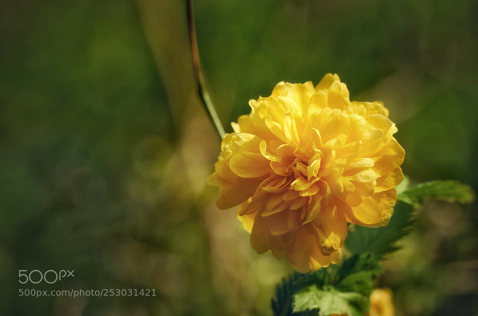 Leica SL (Typ 601) sample photo. Untitled photography