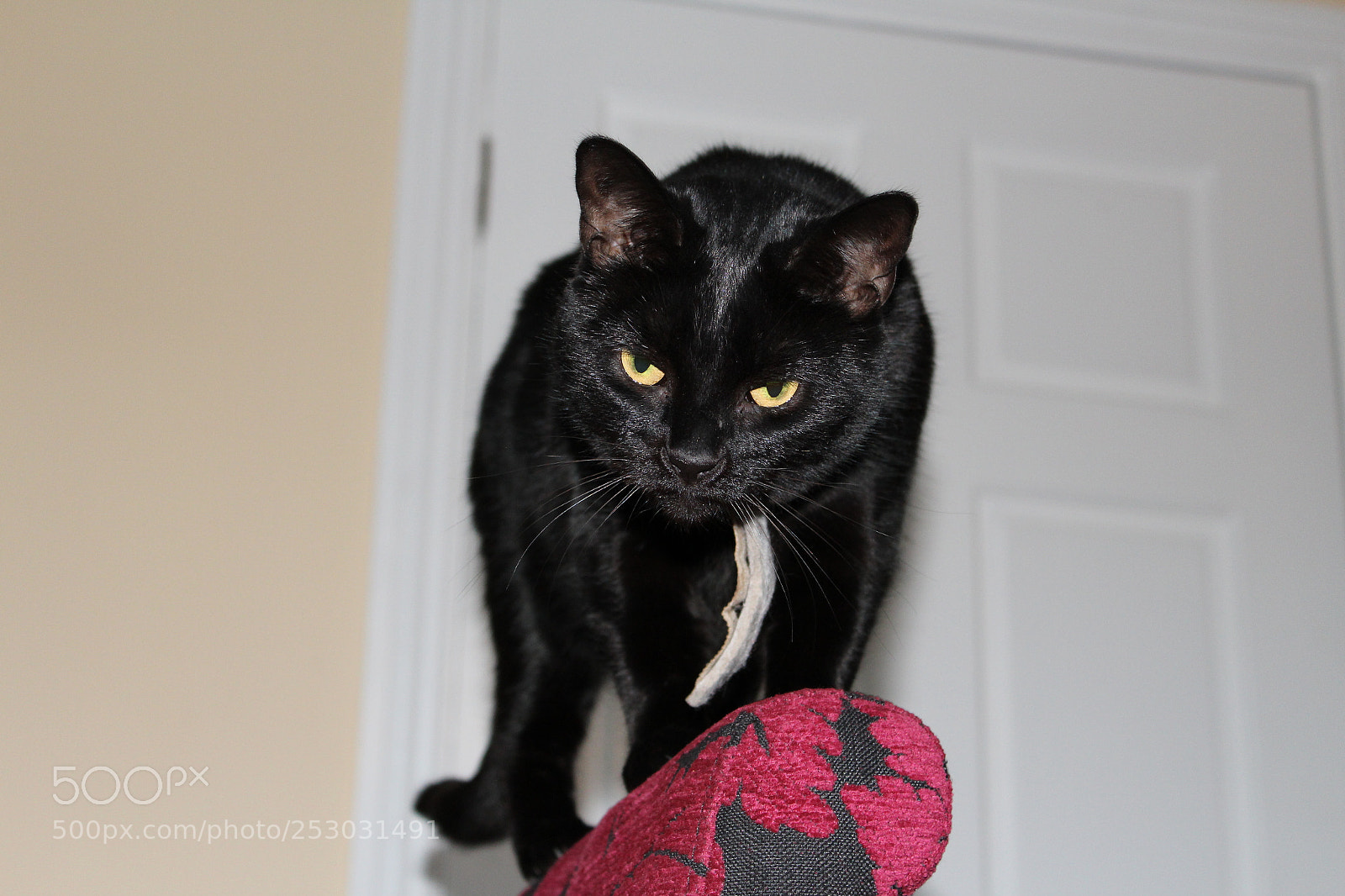 Canon EOS 1200D (EOS Rebel T5 / EOS Kiss X70 / EOS Hi) sample photo. Img photography