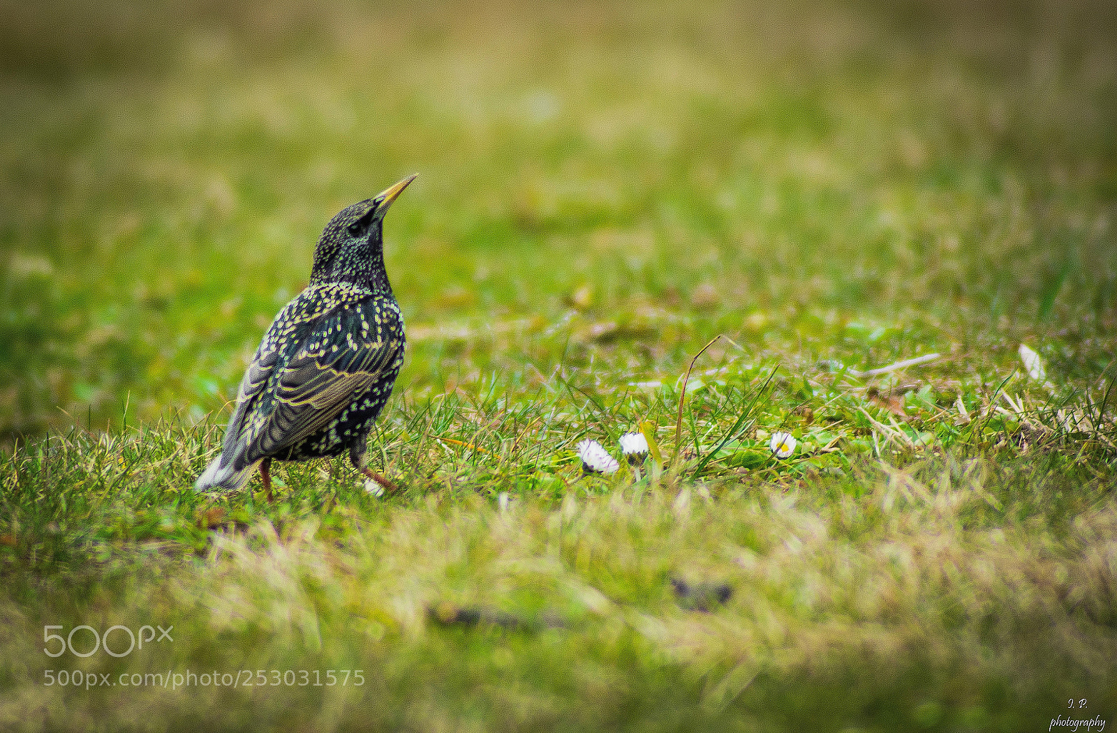 Nikon D5200 sample photo. Common starling photography