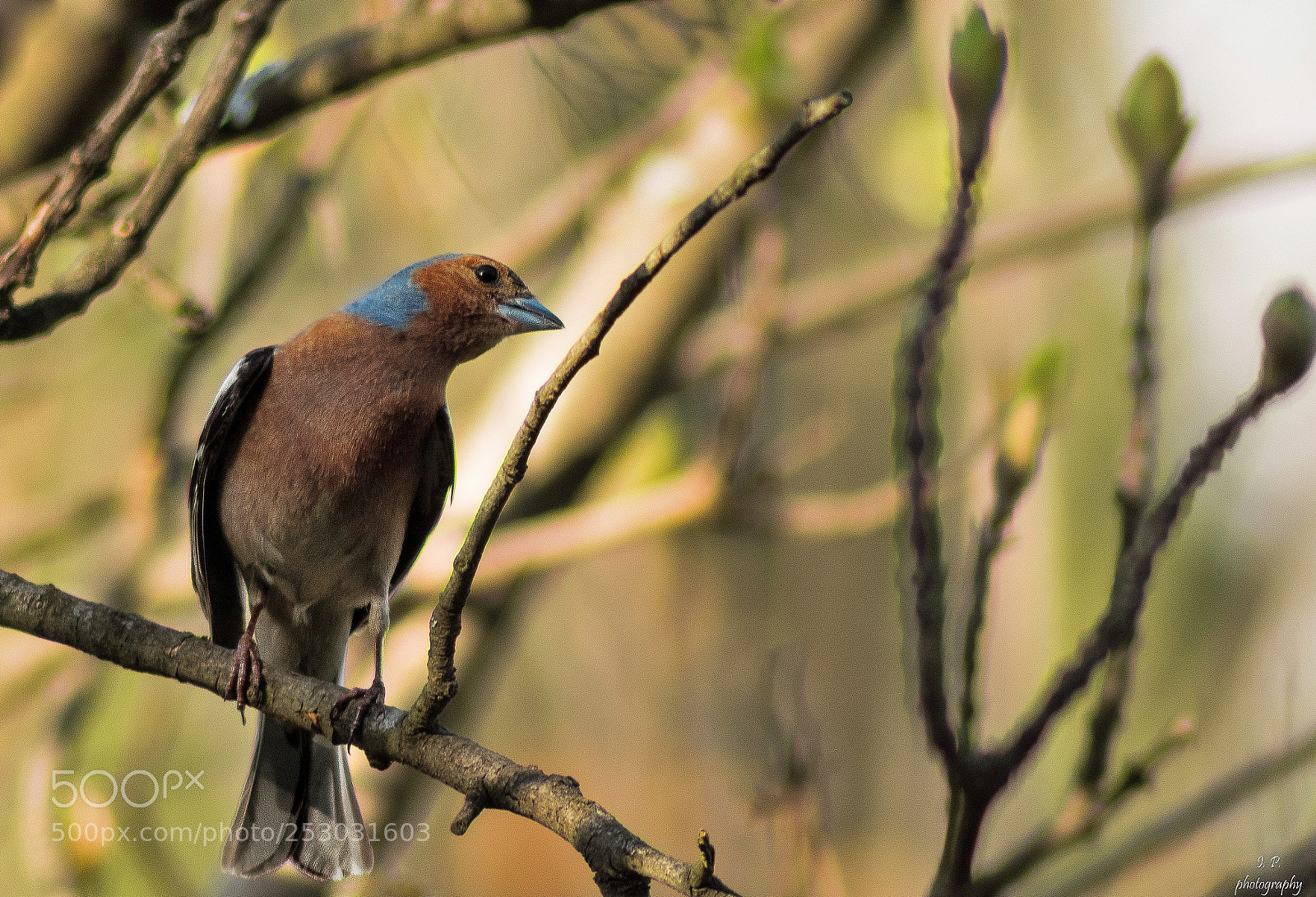 Nikon D7200 sample photo. Common chaffinch photography