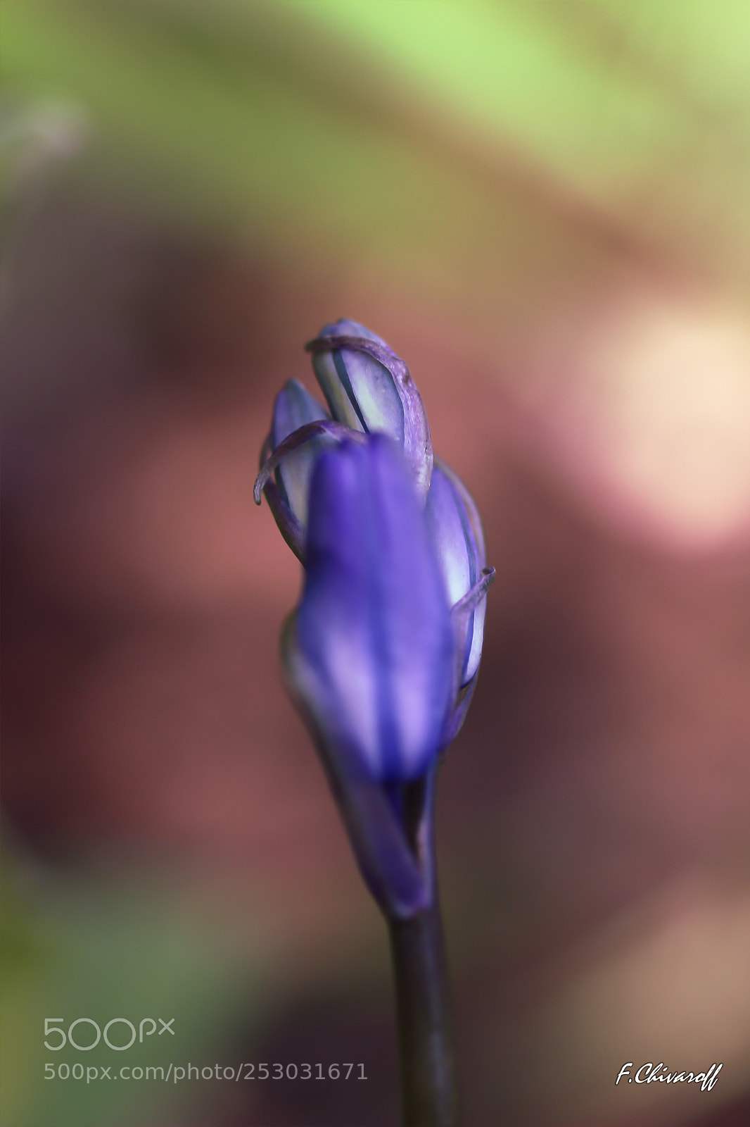 Canon EOS 100D (EOS Rebel SL1 / EOS Kiss X7) sample photo. Survivante photography
