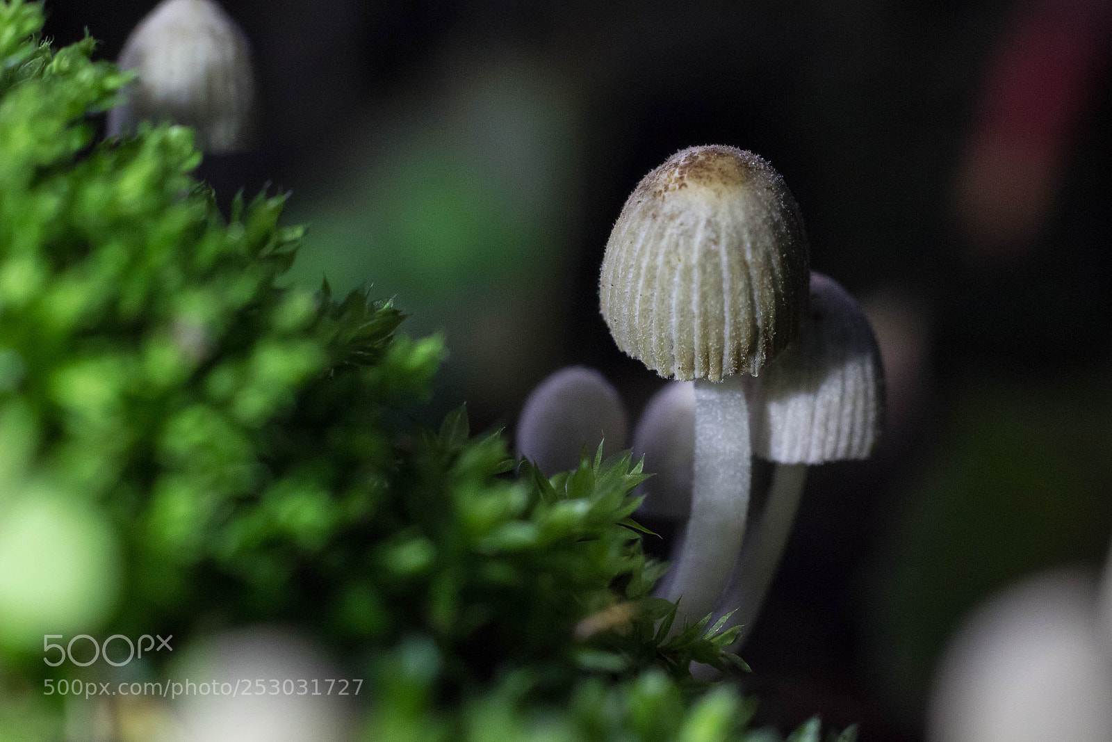 Canon EOS 600D (Rebel EOS T3i / EOS Kiss X5) sample photo. Little mushroom photography