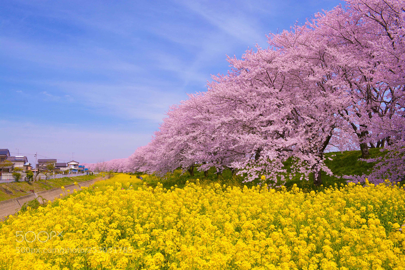 Nikon D7100 sample photo. Sakura season photography