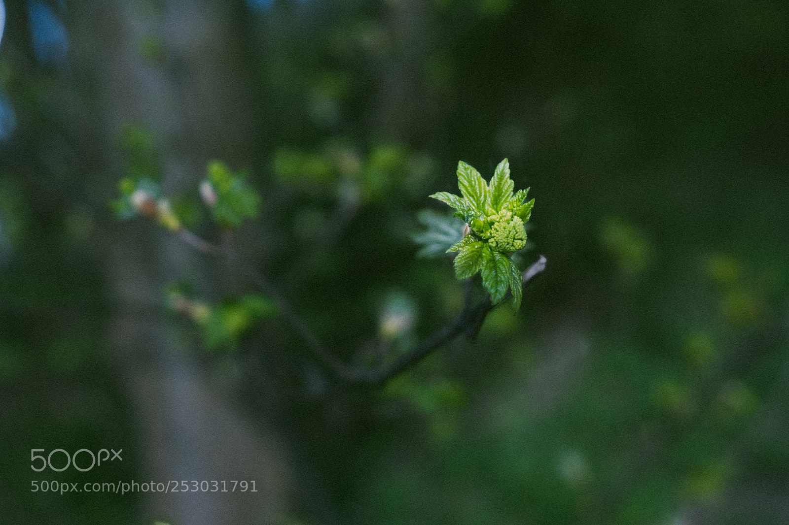 Nikon D850 sample photo. Spring is here! photography