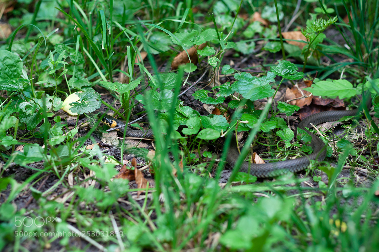 Canon EOS 350D (EOS Digital Rebel XT / EOS Kiss Digital N) sample photo. Snake photography