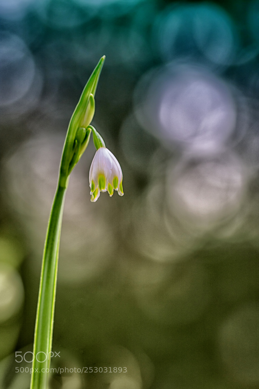 Canon EOS 750D (EOS Rebel T6i / EOS Kiss X8i) sample photo. Flowrers of printemps photography