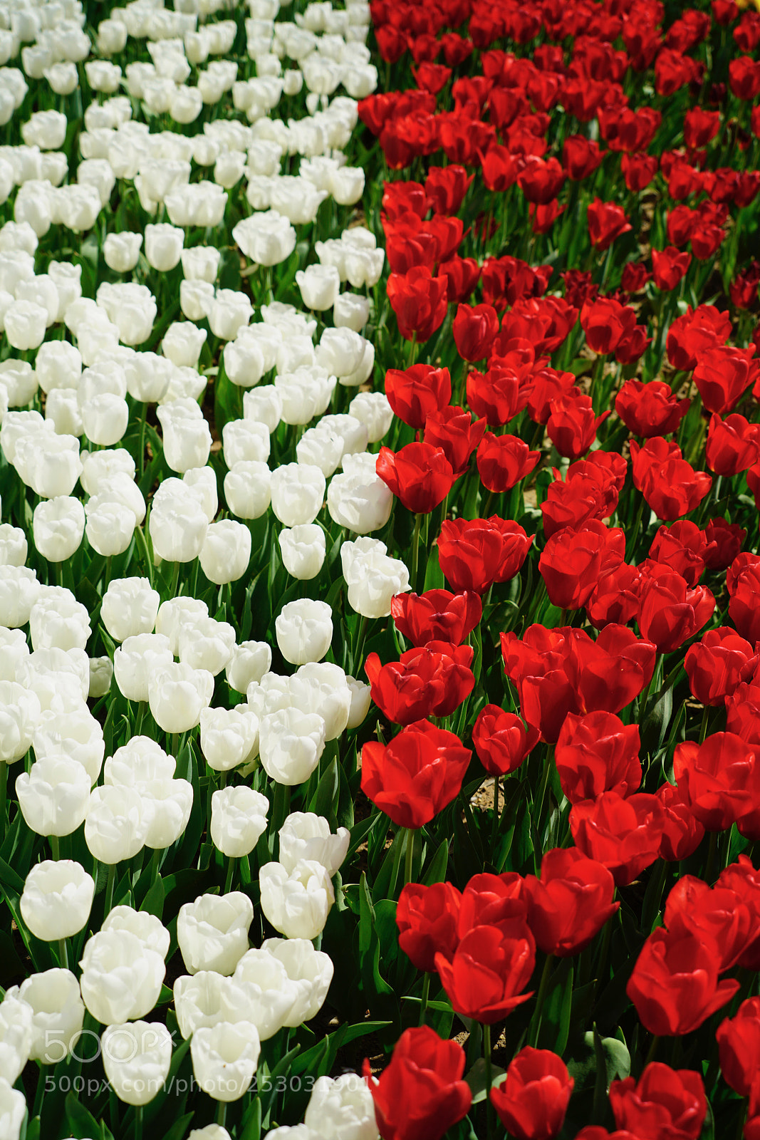 Sony a7R II sample photo. Tulip season 3 photography