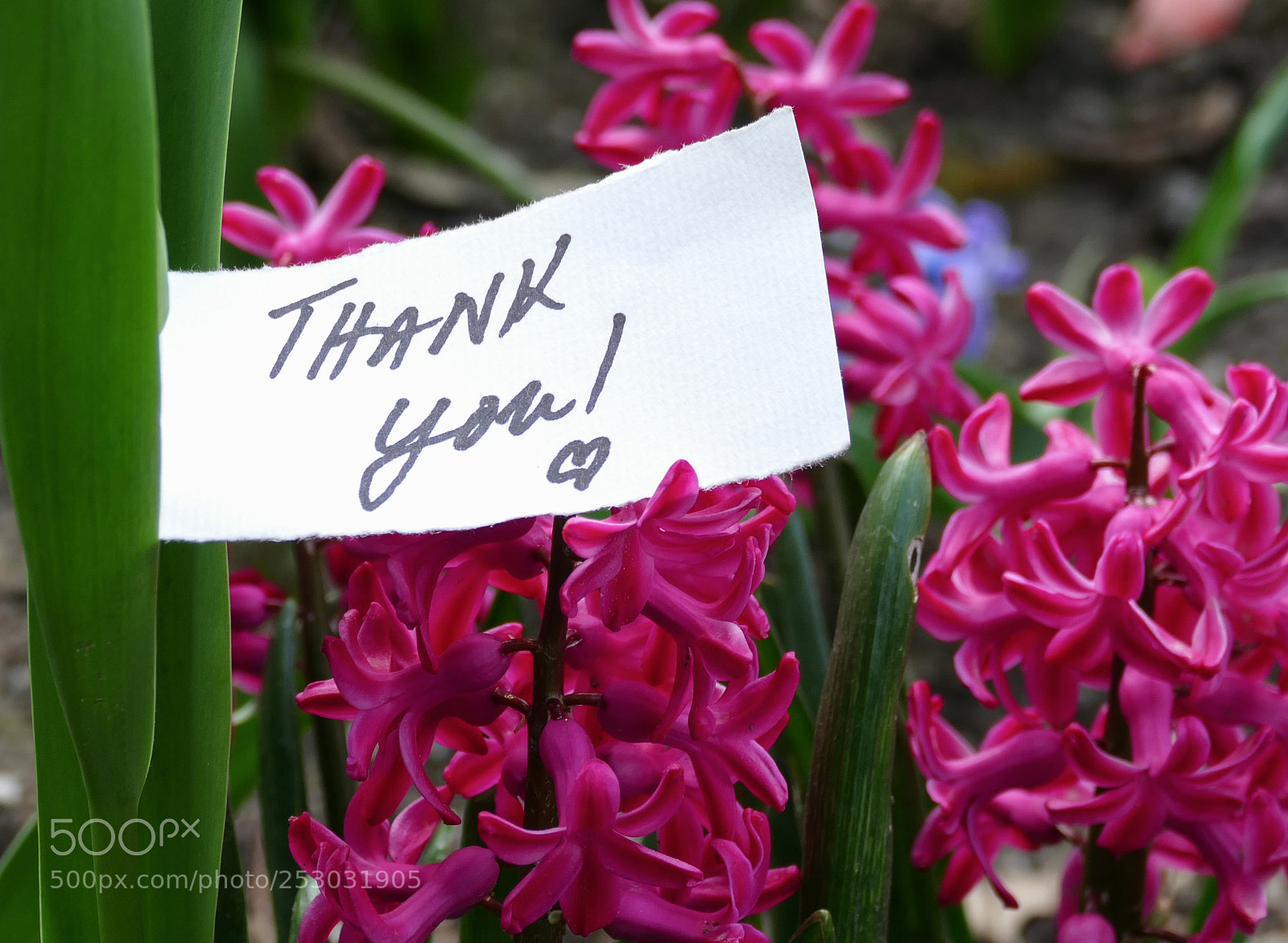 Panasonic Lumix DMC-FZ1000 sample photo. Thank you for kindness photography