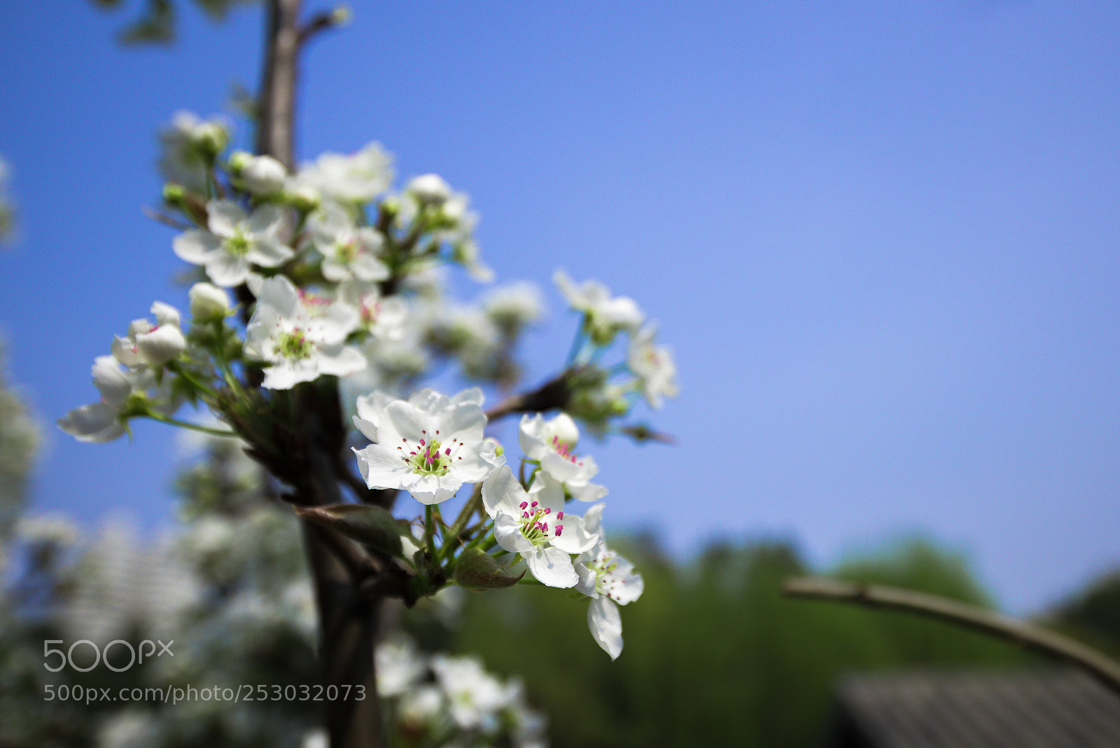 Nikon D810 sample photo. Blossom photography