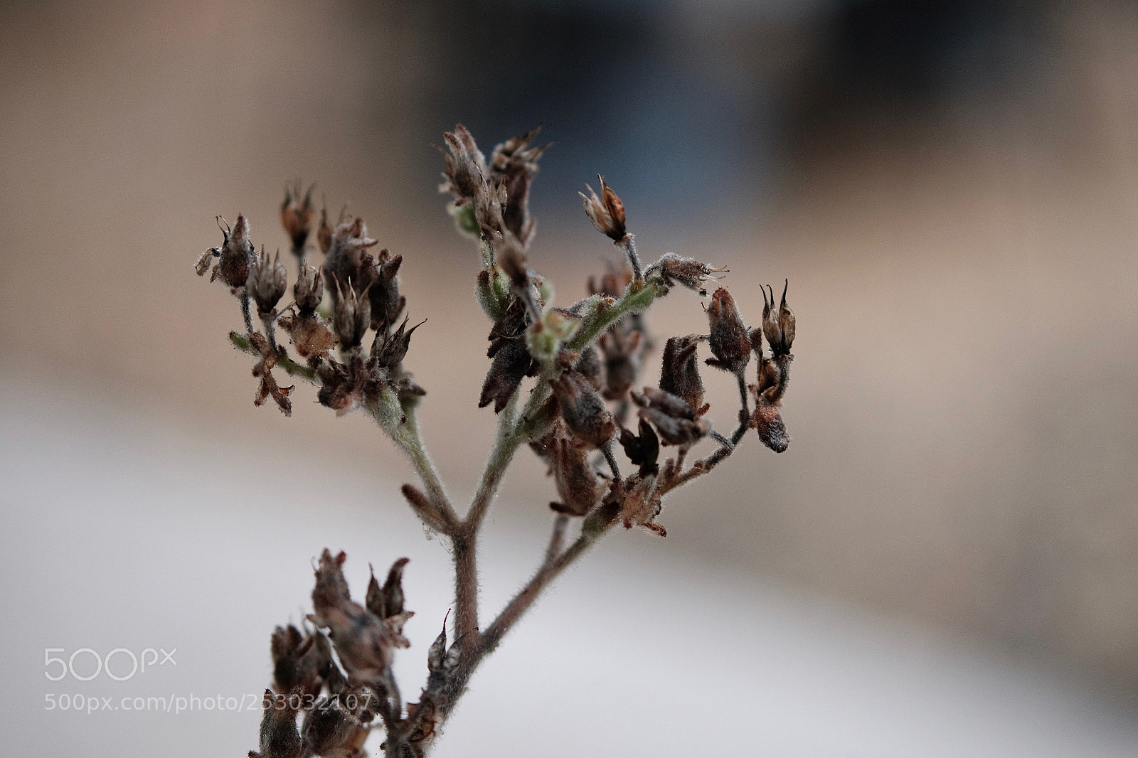 Fujifilm X-T10 sample photo. Little tree photography