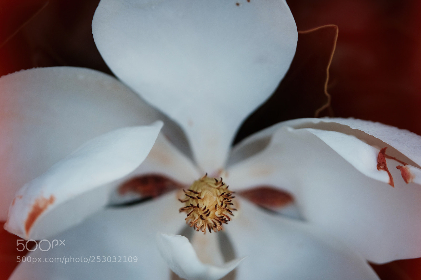 Fujifilm X-T10 sample photo. White queen photography