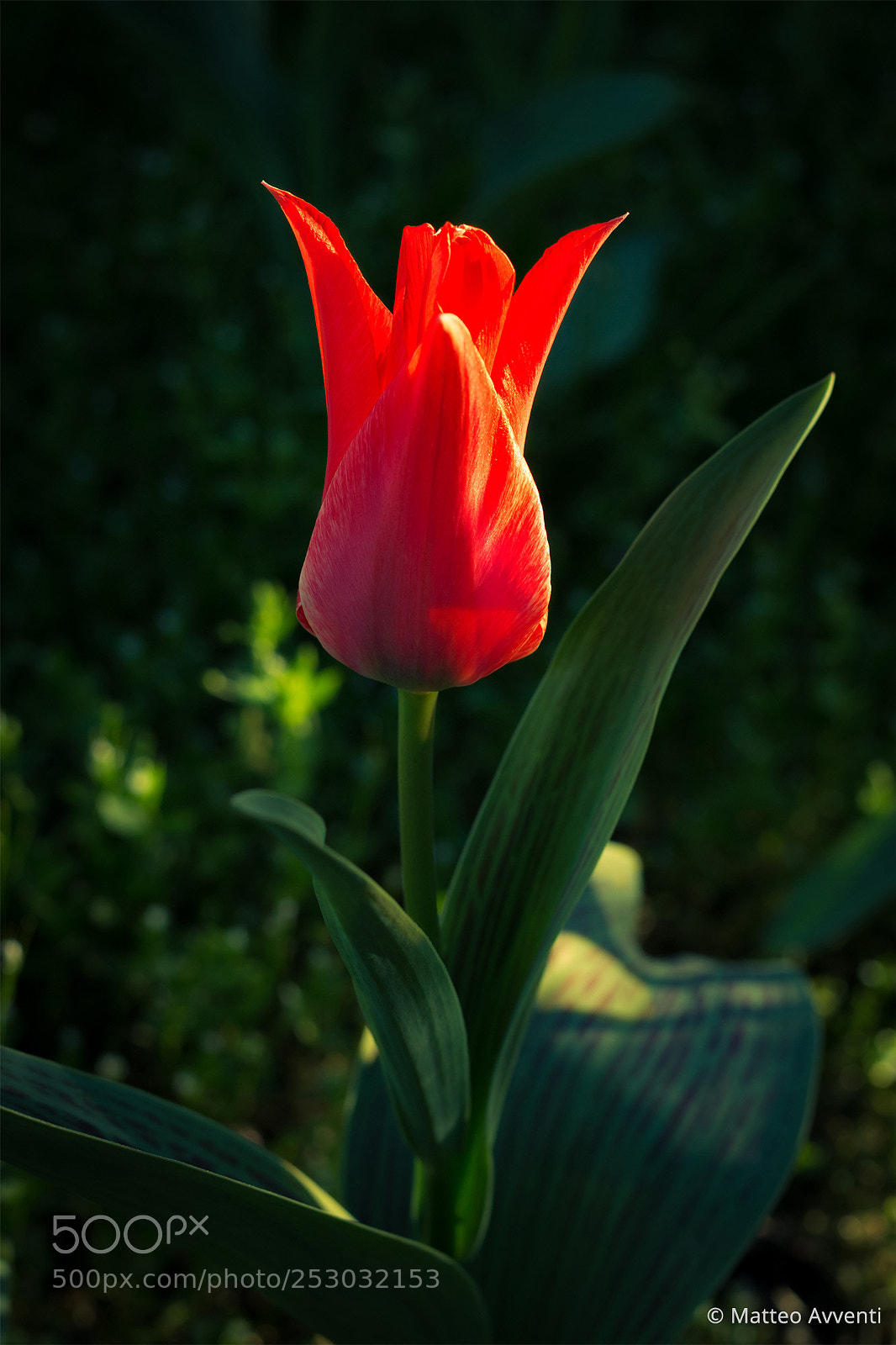 Canon EOS 70D sample photo. Red devil photography