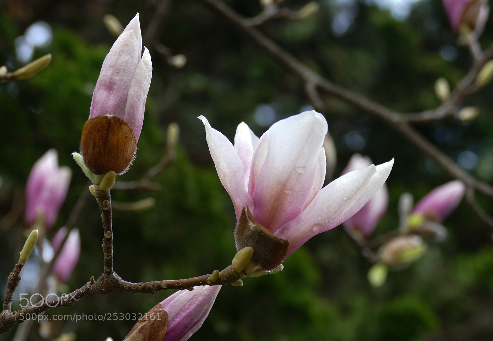 Panasonic Lumix DMC-FZ1000 sample photo. Magnolia bloom! photography