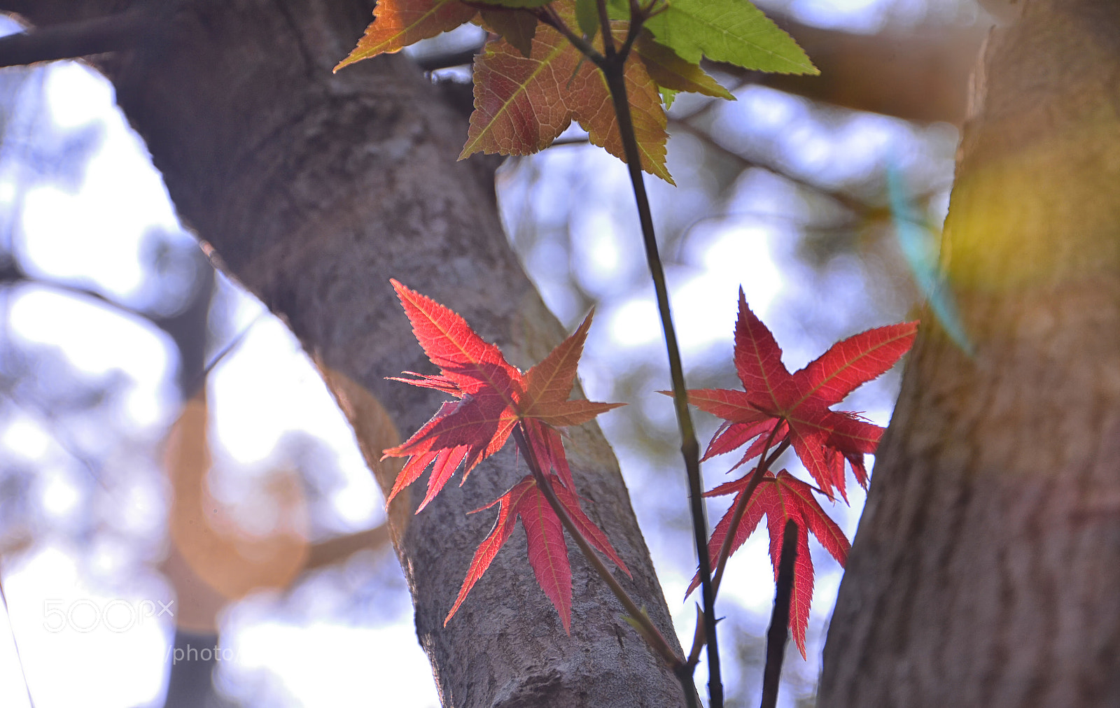 Nikon D7100 sample photo. Leaves photography