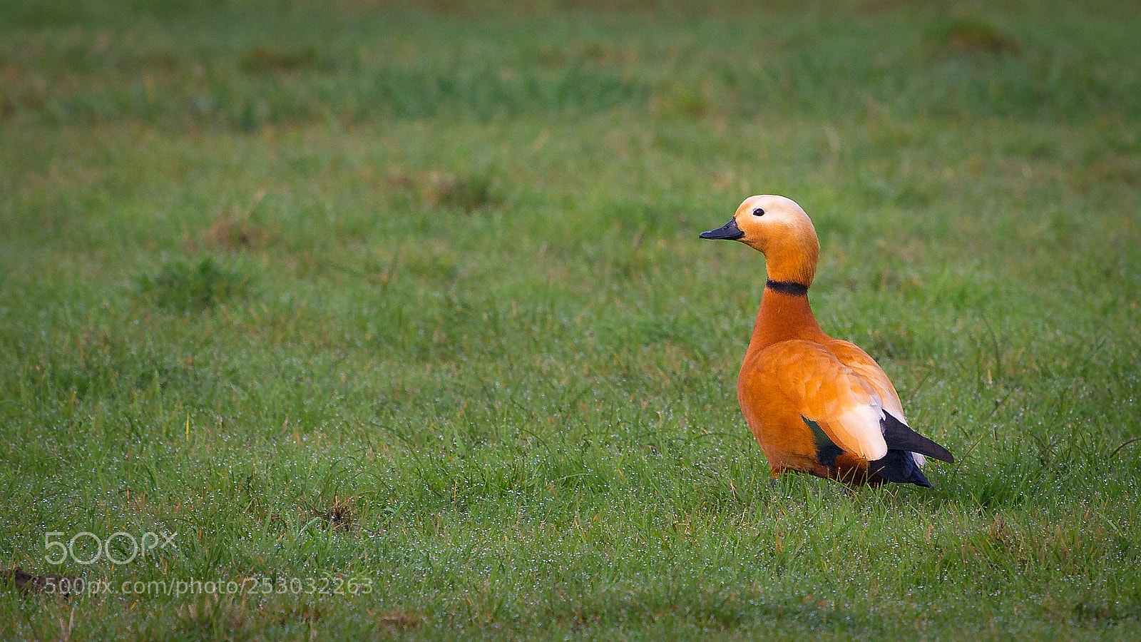 Canon EOS 60D sample photo. Rostgans (tadorna ferruginea) photography