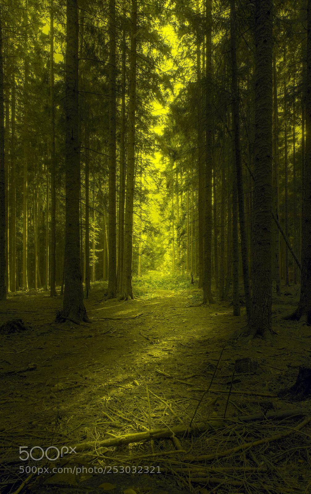 Nikon D610 sample photo. Forest photography