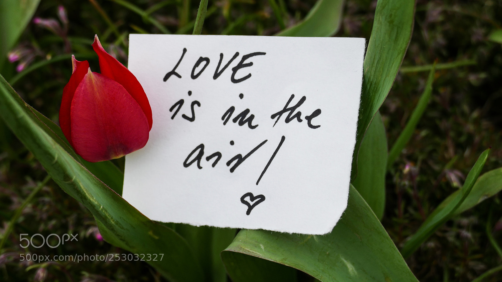 Panasonic Lumix DMC-FZ1000 sample photo. Love is in the photography