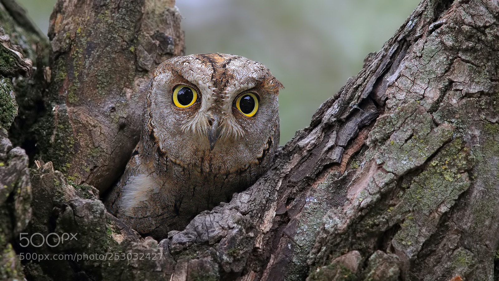 Canon EOS 7D Mark II sample photo. Shakku u otus scops photography