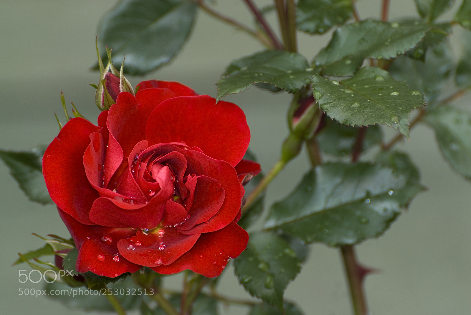 Nikon D200 sample photo. After the rain 1 (archive) photography