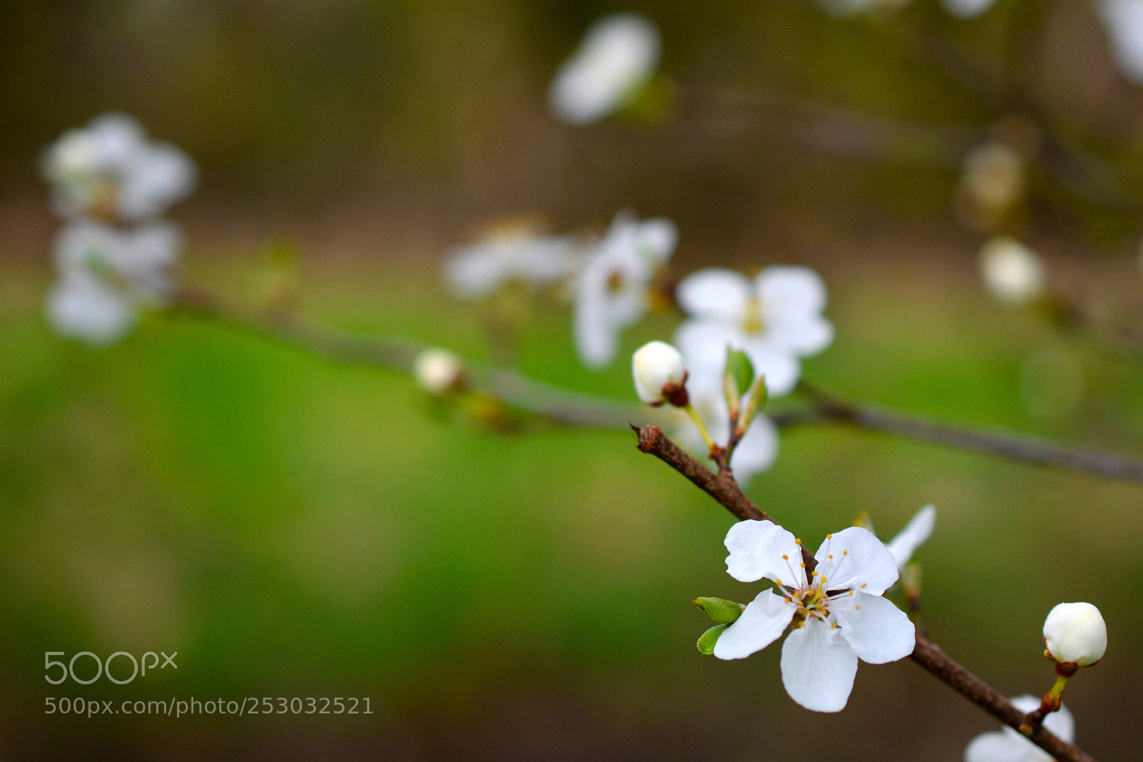 Nikon D5100 sample photo. Cherry blossom time photography
