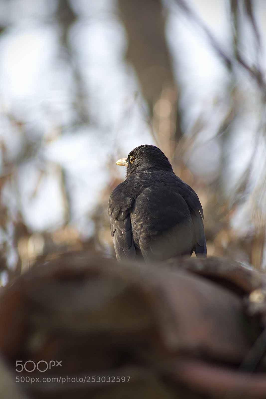Canon EOS 60D sample photo. I see you.. photography
