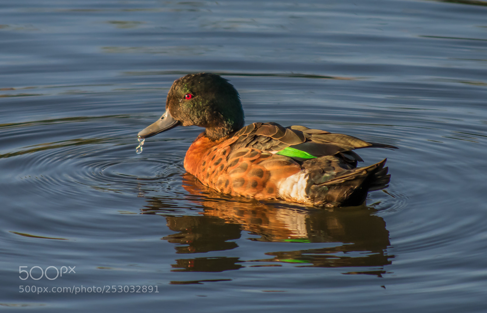 Nikon D3400 sample photo. Chestnut teal photography