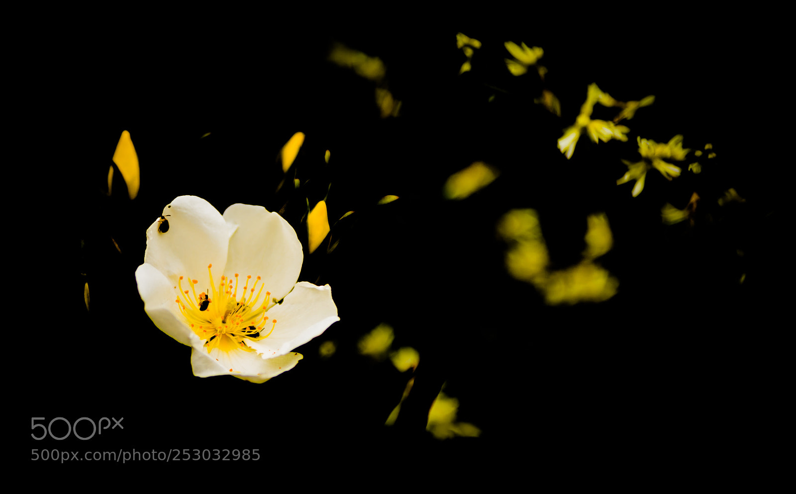 Canon EOS 6D Mark II sample photo. Untitled photography