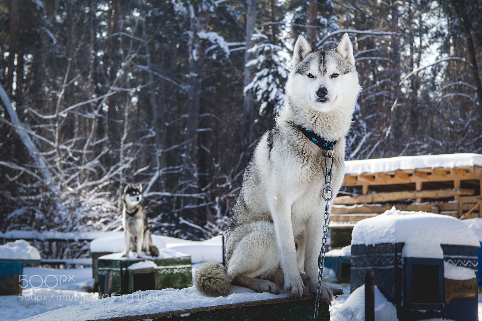 Canon EOS 60D sample photo. Husky. sled dogs village photography