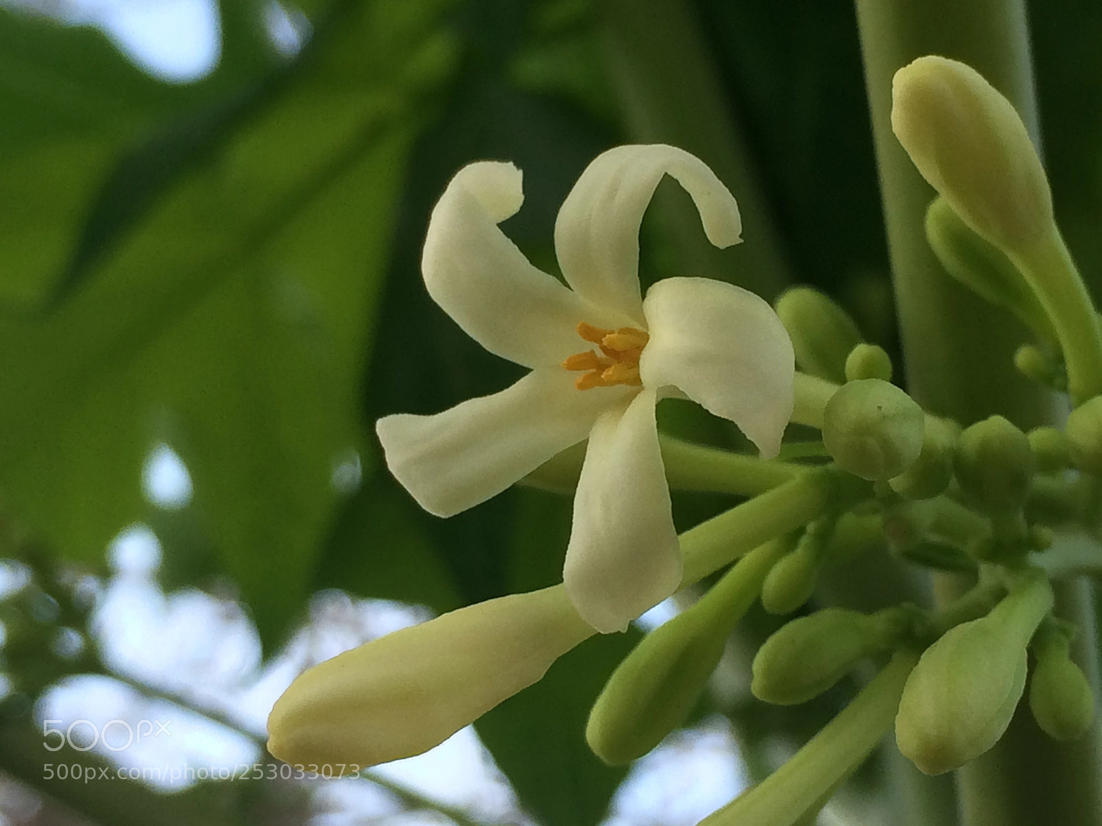 Apple iPhone 5s sample photo. Papaya flowers photography
