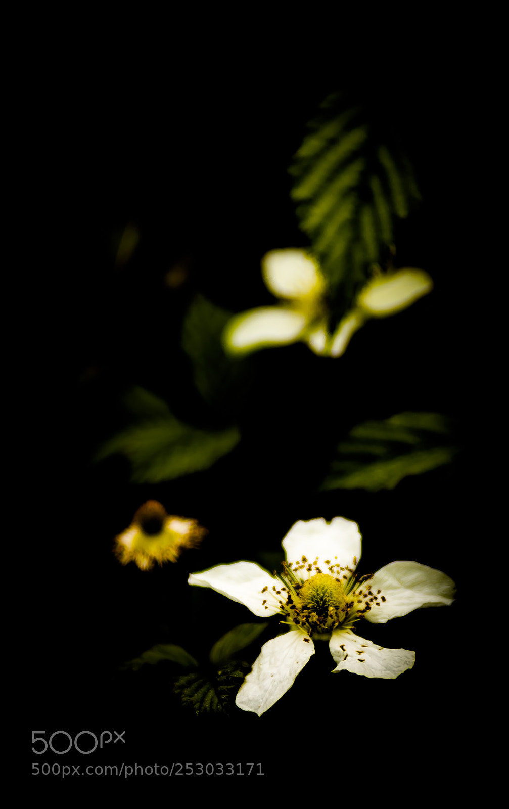 Canon EOS 6D Mark II sample photo. Untitled photography