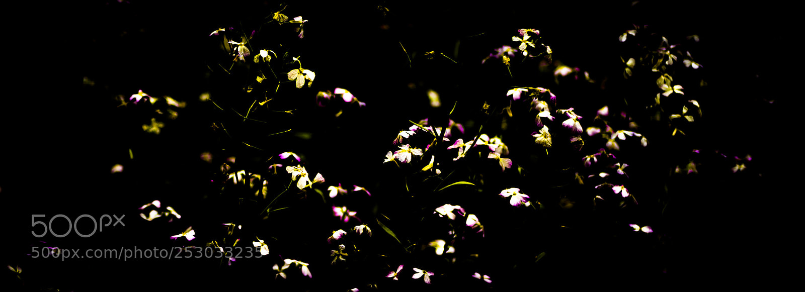 Canon EOS 6D Mark II sample photo. Untitled photography