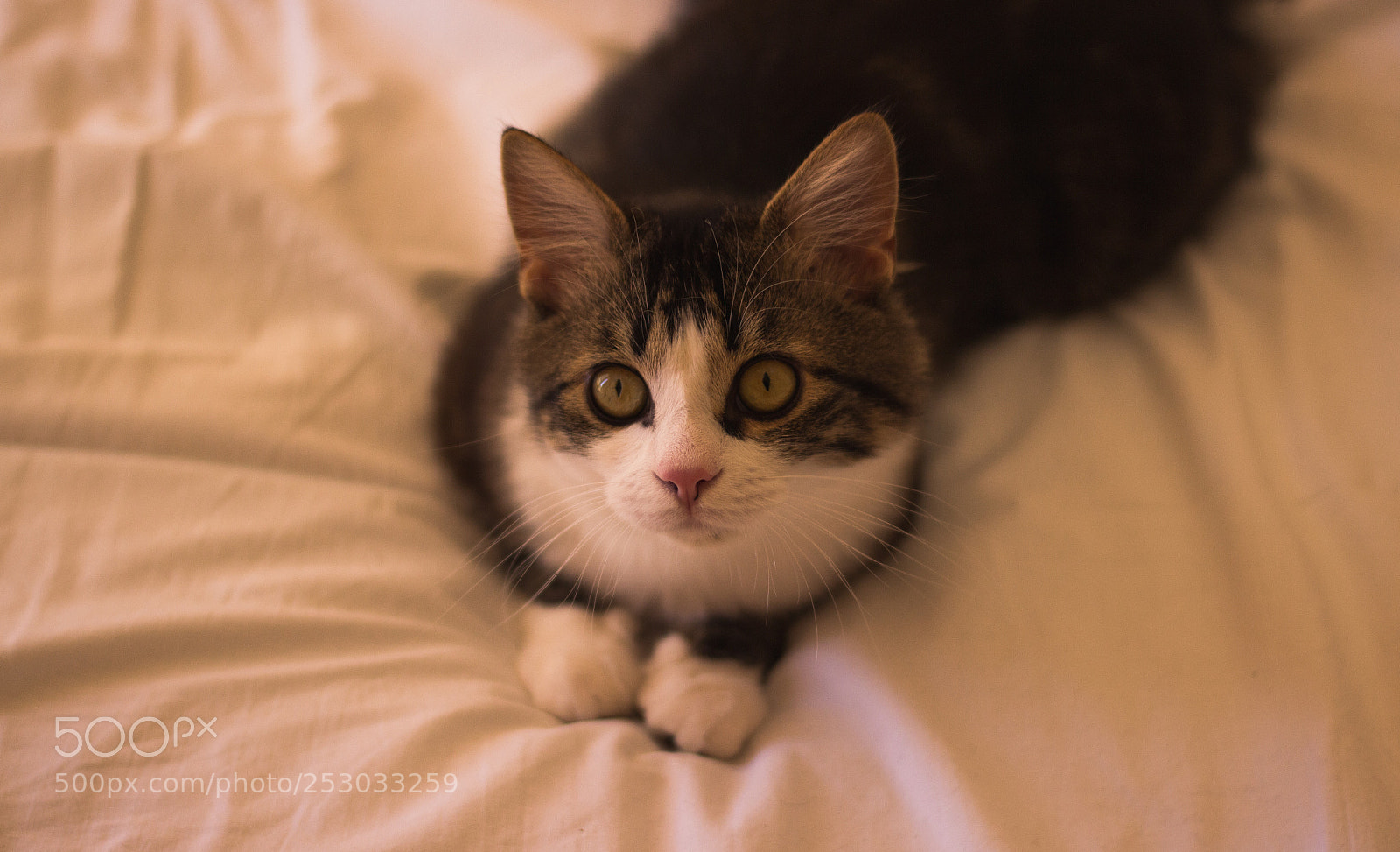 Canon EOS 600D (Rebel EOS T3i / EOS Kiss X5) sample photo. Googly eyes photography
