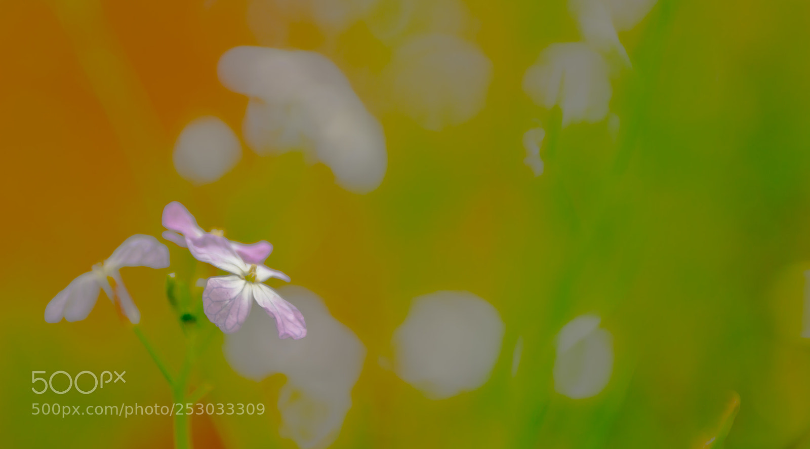 Canon EOS 6D Mark II sample photo. Untitled photography