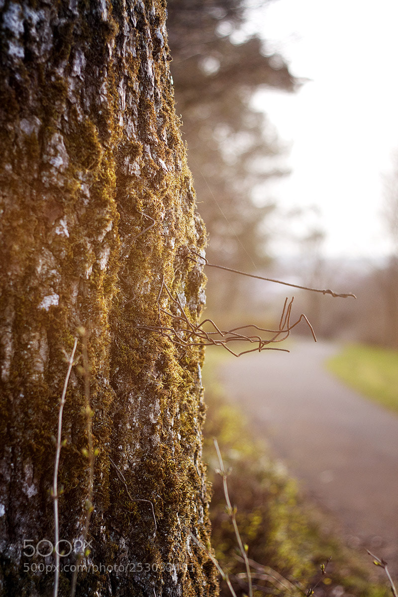 Canon EOS 50D sample photo. Tree photography