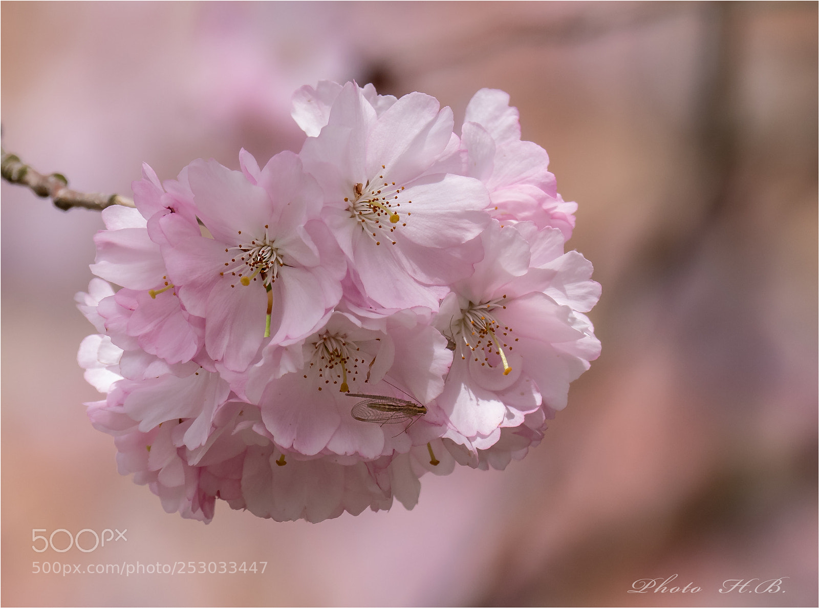 Panasonic Lumix DMC-FZ1000 sample photo. Cherry blossom photography