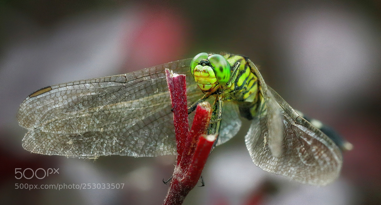 Canon EOS 70D sample photo. Dragonfly photography
