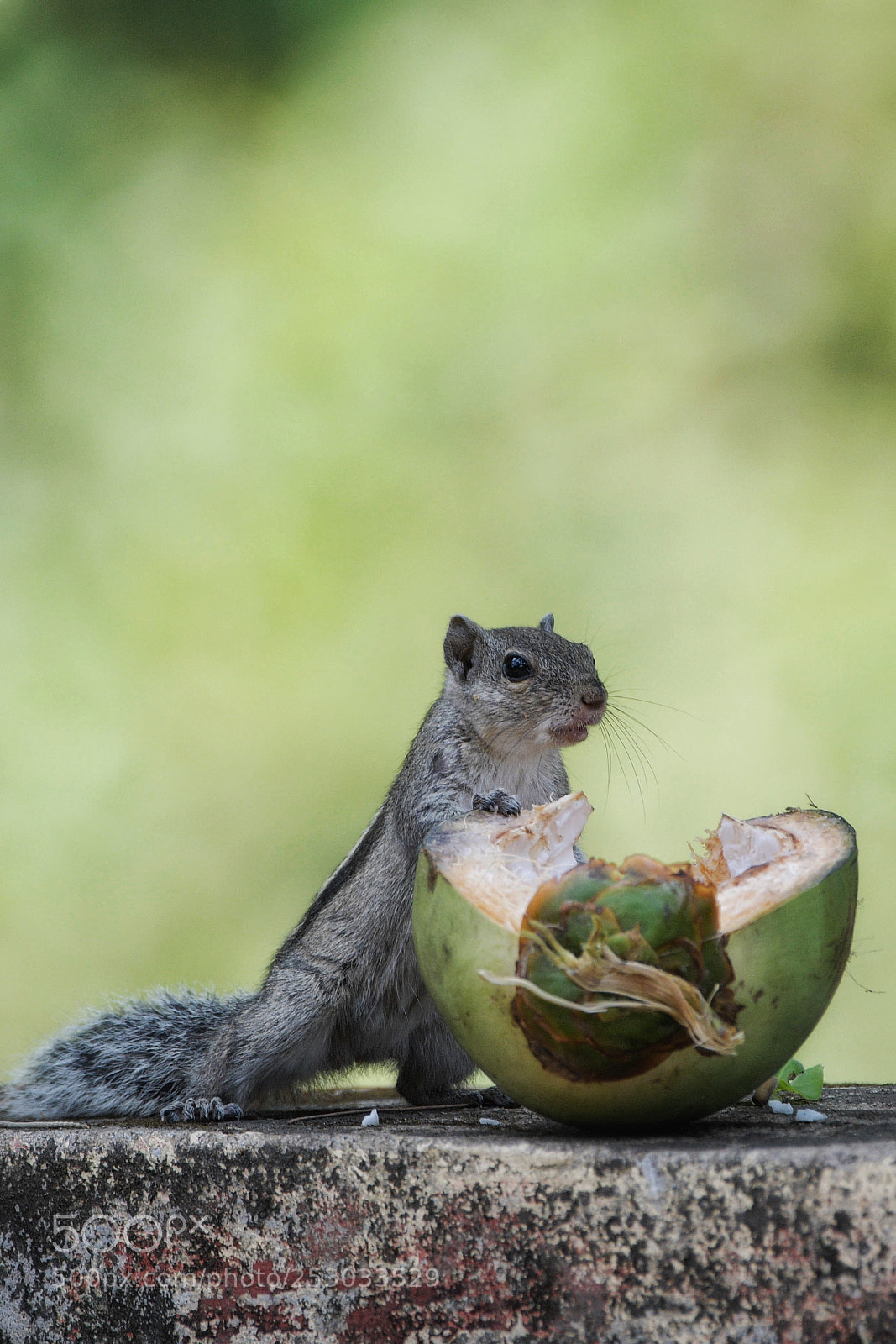 Nikon D500 sample photo. Lunch time photography