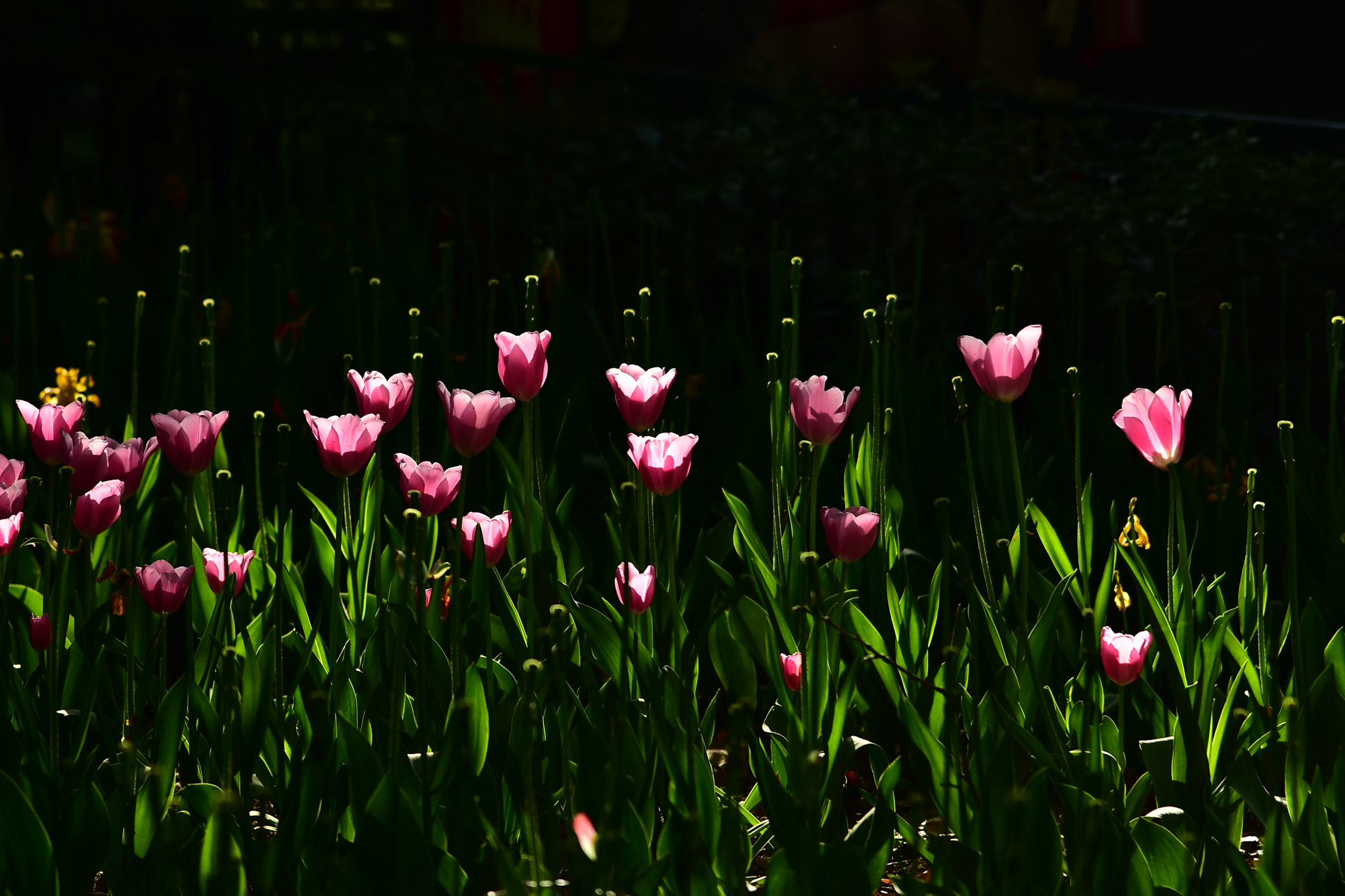 Nikon AF-S Nikkor 24-120mm F4G ED VR sample photo. 郁金香 photography