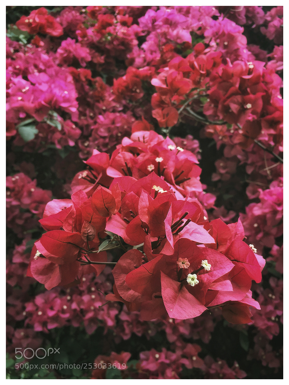 Apple iPhone 6 Plus sample photo. Untitled photography